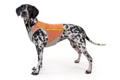 Gilet Rafraichissant Pour Chien Ruffwear Swamp Cooler -Hariet & Rosie 05451 swamp cooler zip salmon pink vilas small.143648425d5f