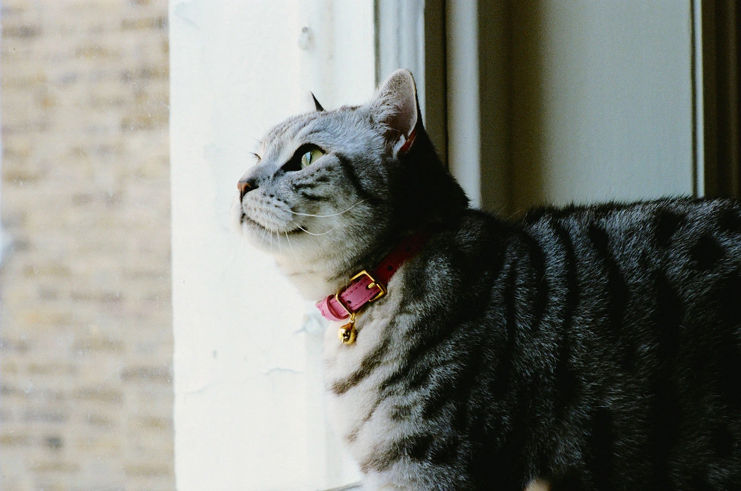 Collier Pour Chat En Cuir Rose 4 Collier Pour Chat En Cuir Rose – Image 2