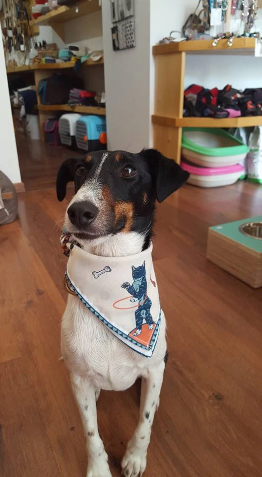 Le Carré Pour Cat Et Doglover 4 Le Carré Pour Cat Et Doglover – Image 2