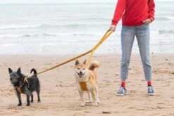 Laisse Fireworks 11 Laisse Fireworks -Hariet & Rosie 190517 Hiro Wolf Dumpton Gap May 19 15533 624x416 038cb6f0 577a 4b0c 82eb b217eba77cee