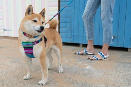 Harnais Pour Chien Inca Blue 4 Harnais Pour Chien Inca Blue – Image 2