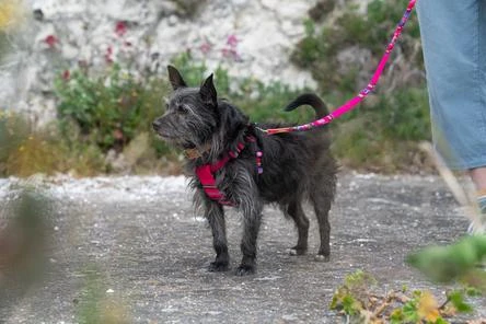 Harnais Pour Chien Inca Pink 7 Harnais Pour Chien Inca Pink – Image 5