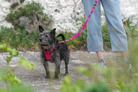 Harnais Pour Chien Inca Pink 6 Harnais Pour Chien Inca Pink – Image 4