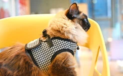 Harnais GARBO B Pour Chat 13 Harnais GARBO B Pour Chat -Hariet & Rosie 1 3139aaa8 bca8 4236 bdc9 bd1b0b3a7ebd