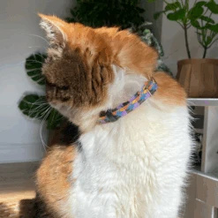 Collier Pour Chat Starry Night Vegan 7 Collier Pour Chat Starry Night Vegan -Hariet & Rosie 1 450x450 500553ee 334d 4796 ad24 533ef3b6f4b4