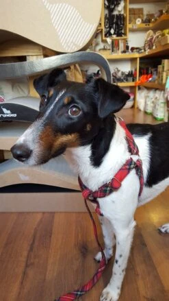 Harnais Parachute Pour Chien Motif écossais -Hariet & Rosie 20180223 132254