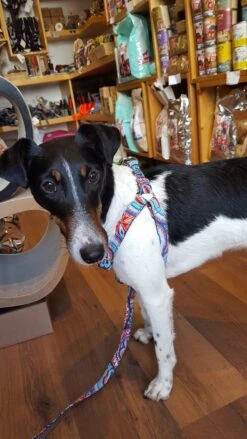 Harnais Parachute Pour Chien Estartit 6 Harnais Parachute Pour Chien Estartit -Hariet & Rosie 20180223 135652