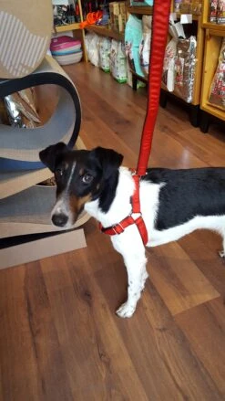 Harnais Parachute Solid Rouge -Hariet & Rosie 20180223 140135