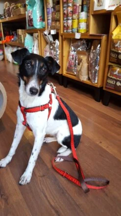 Harnais Parachute Solid Rouge -Hariet & Rosie 20180223 140202