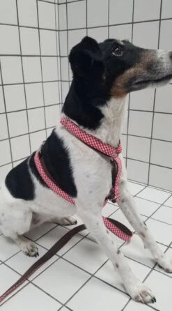 Harnais Pour Chien En H Vichy 5 Harnais Pour Chien En H Vichy -Hariet & Rosie 20230309 102853