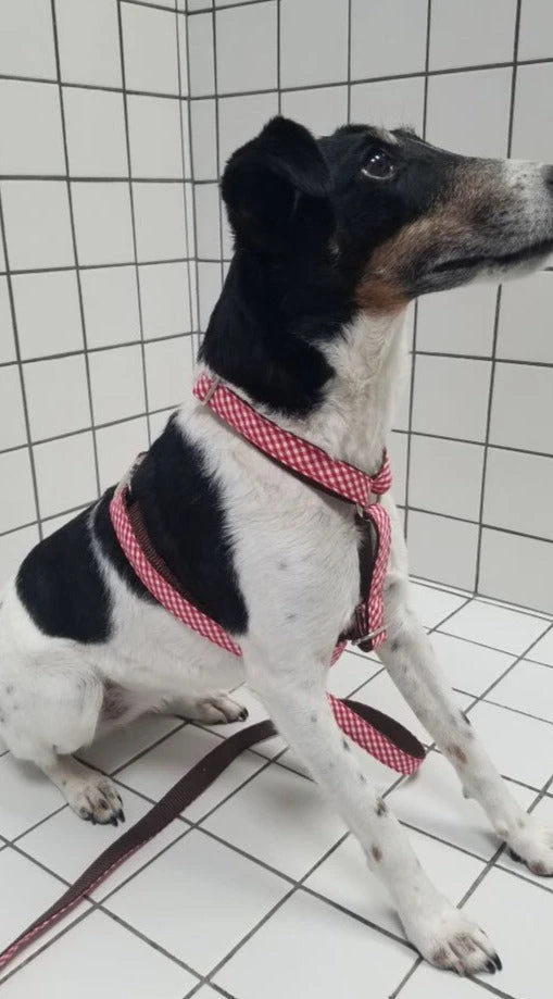 Harnais Pour Chien En H Vichy 4 Harnais Pour Chien En H Vichy – Image 2