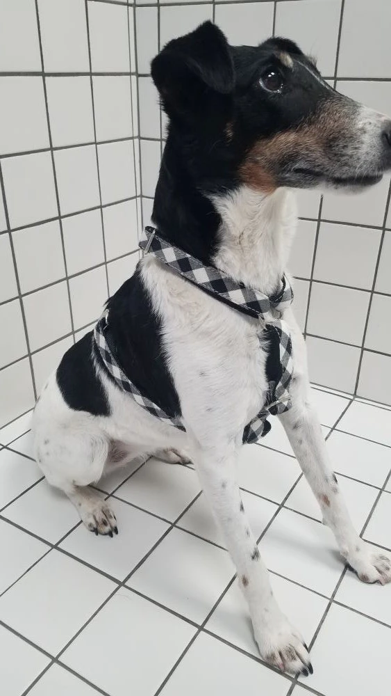 Harnais Pour Chien En H Cadi 4 Harnais Pour Chien En H Cadi – Image 2