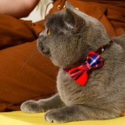 Noeud Papillon Pour Chat écossais 10 Noeud Papillon Pour Chat écossais -Hariet & Rosie 210414H WApril211397WEB 444x444 6b1a2026 dce0 46bf 9c5b 236bd8d8daf5