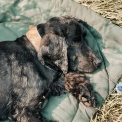 Matelas De Voyage Pour Chien Enroulable Compass Band & Roll -Hariet & Rosie 218229317 2902613189951370 179570711880325291 n