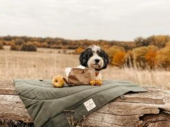 Bol De Voyage Pour Chien Pliable Melo Band & Roll -Hariet & Rosie 260361788 2999272576952097 6169627930454149669 n