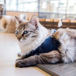 Harnais Knox Q Catspia -Hariet & Rosie 91NQd 2Bt6QHL. SL1500