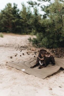 Matelas De Voyage Pour Chien Enroulable Compass Band & Roll -Hariet & Rosie Adogontheblanketinthewoods 720x 9d7546b6 7267 449e 8a06 580bb2043e16