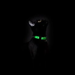 Collier Pour Chat Réfléchissant Lumino Lux 13 Collier Pour Chat Réfléchissant Lumino Lux -Hariet & Rosie BlackCats CheshireAndWain RachelOates 7 1800x1800 60d2b520 0740 464a b28b 79ab00a85ce0