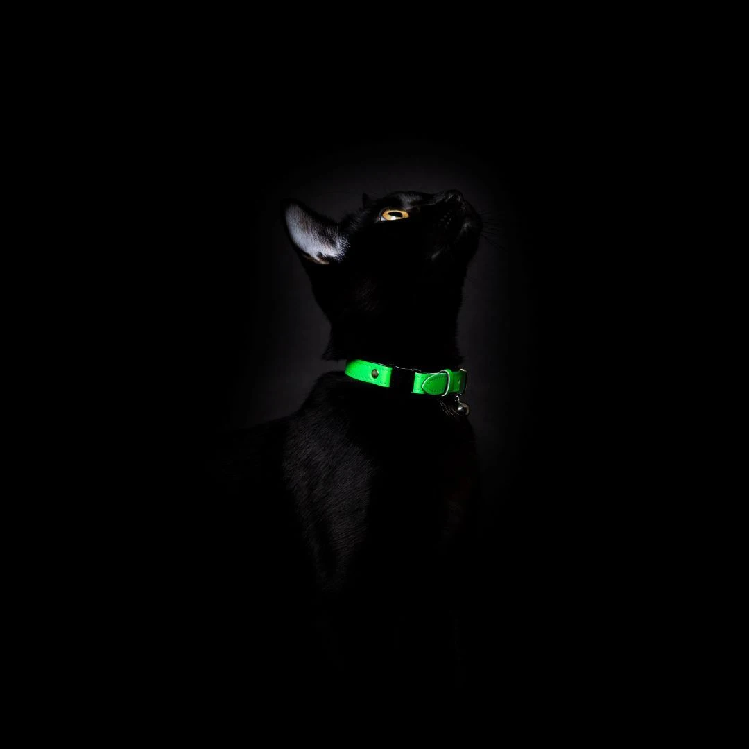 Collier Pour Chat Réfléchissant Lumino Lux 8 Collier Pour Chat Réfléchissant Lumino Lux – Image 6