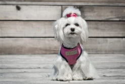 Harnais Candy Avec Laisse -Hariet & Rosie BowlAndBone Republic harness for dog CANDY set pink LS2S