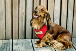 Harnais Candy Avec Laisse -Hariet & Rosie BowlAndBone Republic harness for dog CANDY set red LS1S