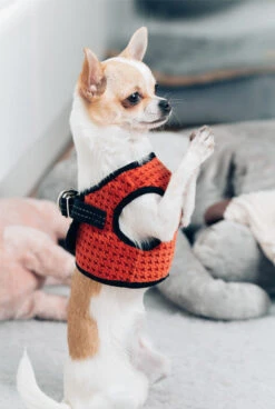 Harnais Soho Avec Laisse -Hariet & Rosie BowlAndBone Republic harness for dog SOHO orange LS2S