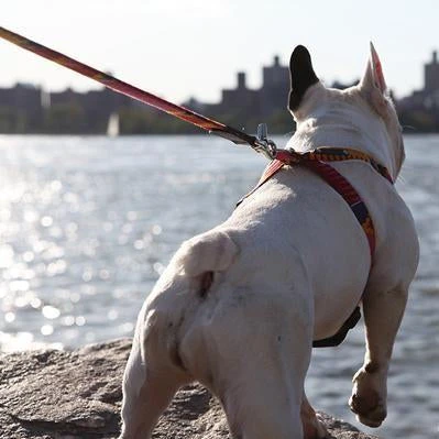 Laisse Dakar 5 Laisse Dakar – Image 3