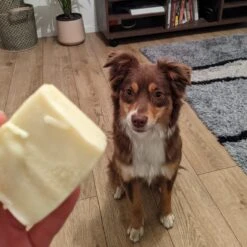 Shampoing Solide Pour Chien Bio 9 Shampoing Solide Pour Chien Bio -Hariet & Rosie CITRONX1AMBIANCE1 1024x1024 2x 0436bb43 5b09 47ab a915 b2c285461b38