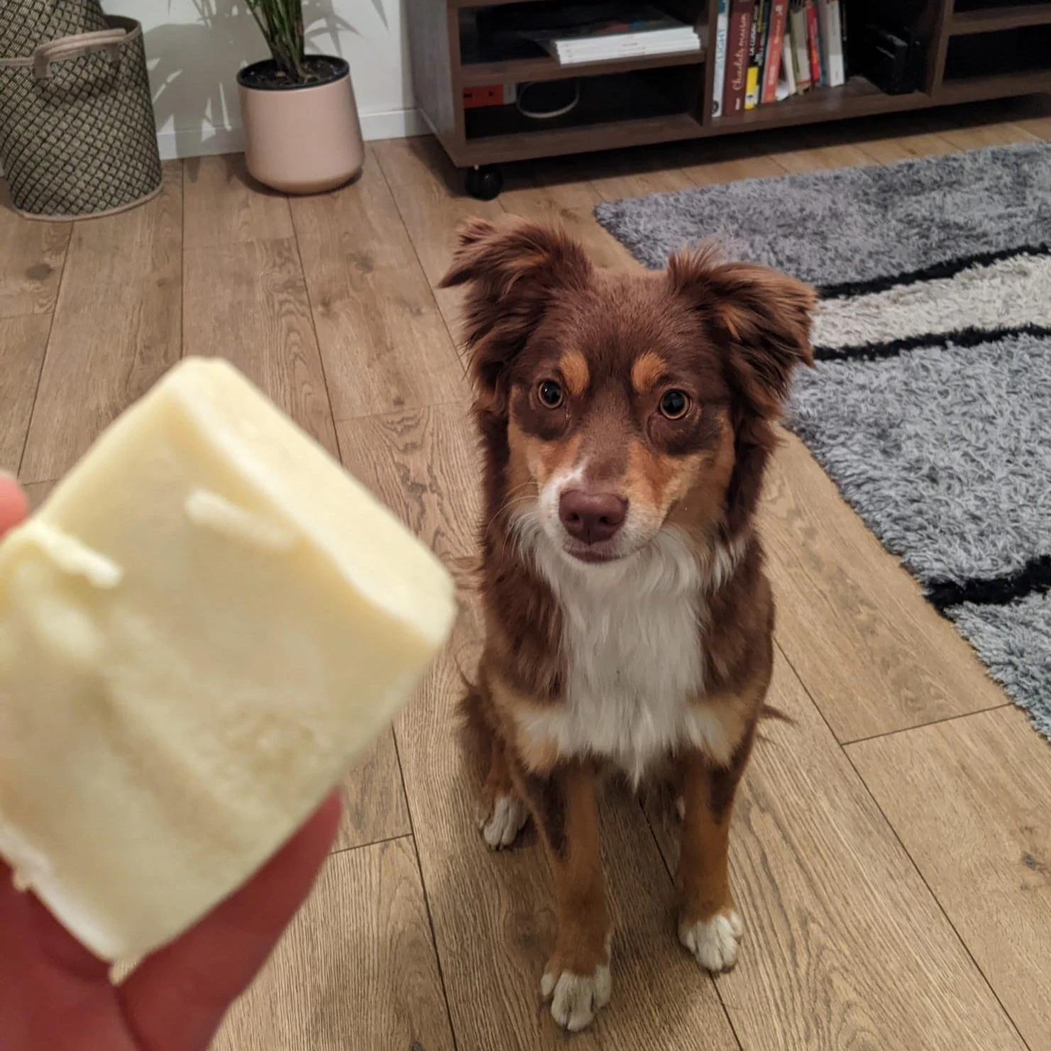 Shampoing Solide Pour Chien Bio 6 Shampoing Solide Pour Chien Bio – Image 4