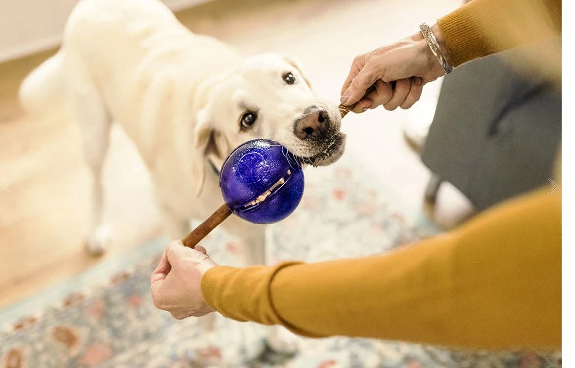 Jeu De Réflexion Pour Chien Orbee-Tuff Guru 4 Jeu De Réflexion Pour Chien Orbee-Tuff Guru – Image 2