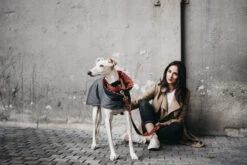 Manteau Pour Lévriers 16 Manteau Pour Lévriers -Hariet & Rosie ChaquetasBrott 60 800x533