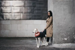 Manteau Pour Lévriers 17 Manteau Pour Lévriers -Hariet & Rosie ChaquetasBrott 64 800x533