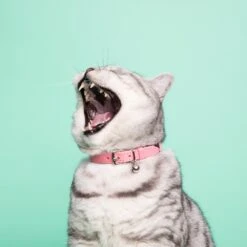 Collier Pour Chat Ice Cream (4 Couleurs) -Hariet & Rosie Cheshire 26Wain RachelOates 68