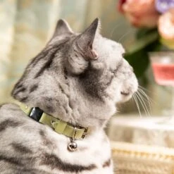 Collier Pour Chat Rococo (3 Couleurs) -Hariet & Rosie Cheshire WainLuxuryCatCollars RococoPistachioGreenwithBellAccessoryandSafetyCatch 1800x1800 dadb3a93 290f 4f3a 9aa7 9fe68993d639