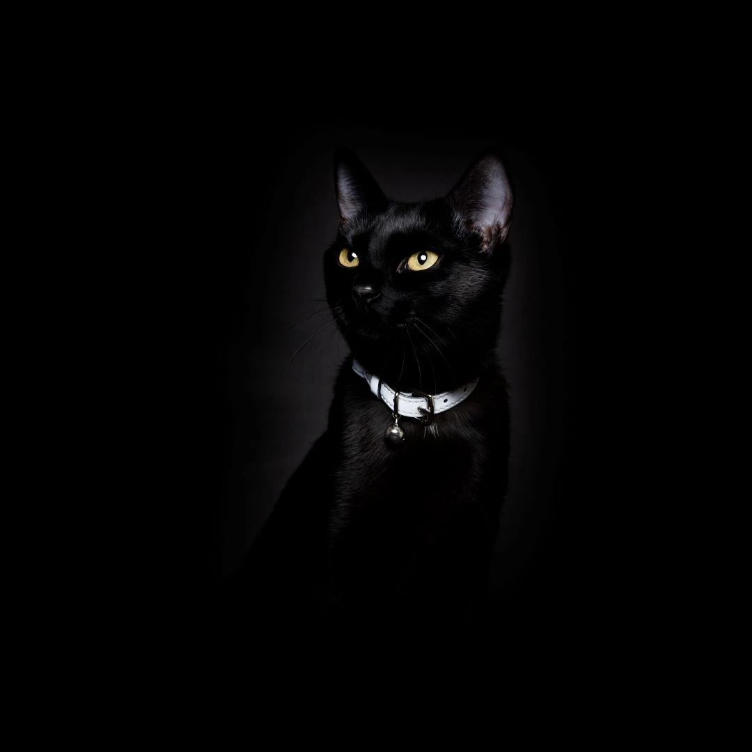 Collier Pour Chat Réfléchissant Lumino Lux 4 Collier Pour Chat Réfléchissant Lumino Lux – Image 2