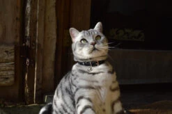 Collier En Cuir Pour Chat Jabberwocky -Hariet & Rosie DSC 2262 79f2d9ef cc5f 4da6 add9 0a057c40f159