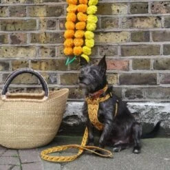 Harnais Pour Chien Fireworks 7 Harnais Pour Chien Fireworks -Hariet & Rosie IMG 0602 2048x 95643f5b d245 47da 8b45 3ad60ab97e58