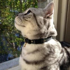 Collier Pour Chat En Cuir Beluga Caviar -Hariet & Rosie IMG 4388