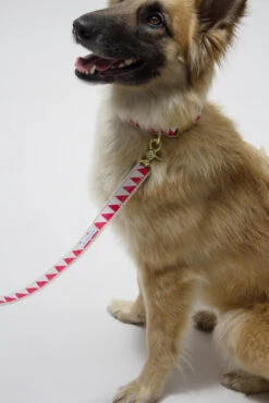 Laisse Nice Grill (2 Couleurs) -Hariet & Rosie IMG 5056