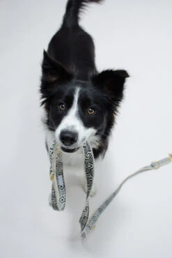 Collier Pour Chien Out Of My Box (2 Couleurs) -Hariet & Rosie IMG 5190