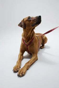 Laisse Out Of My Box (2 Couleurs) -Hariet & Rosie IMG 5528 473b733a 063b 4b6b 9cf3 4e0bbf360f05