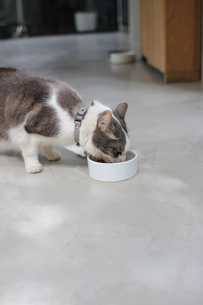 Bol En Céramique Pour Chien Et Chat 6 Bol En Céramique Pour Chien Et Chat – Image 4