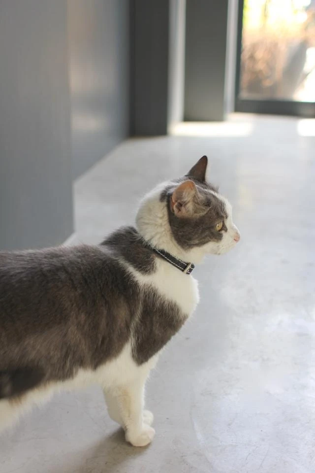 Collier En Cuir Pour Chat 4 Collier En Cuir Pour Chat – Image 2