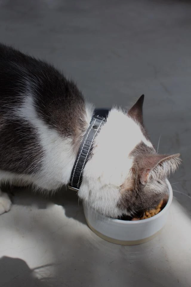 Collier En Cuir Pour Chat 5 Collier En Cuir Pour Chat – Image 3