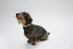 Collier Pour Chien Nice Grill Noir -Hariet & Rosie IMG 8115