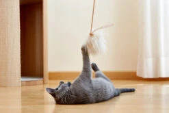 Jouet Pour Chat Topo En Laine De Mouton -Hariet & Rosie MC Toys Topo natural Mia 387