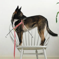 Harnais Anti-traction GOODWALK 9 Harnais Anti-traction GOODWALK -Hariet & Rosie MeasureGuide NonpullHarness