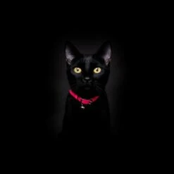 Collier Pour Chat Réfléchissant Lumino Lux 11 Collier Pour Chat Réfléchissant Lumino Lux -Hariet & Rosie NeonPinkReflectiveCatCollar Cheshire WainBlackCat 1800x1800 edd68a69 eedf 4197 ab98 79e707506f24