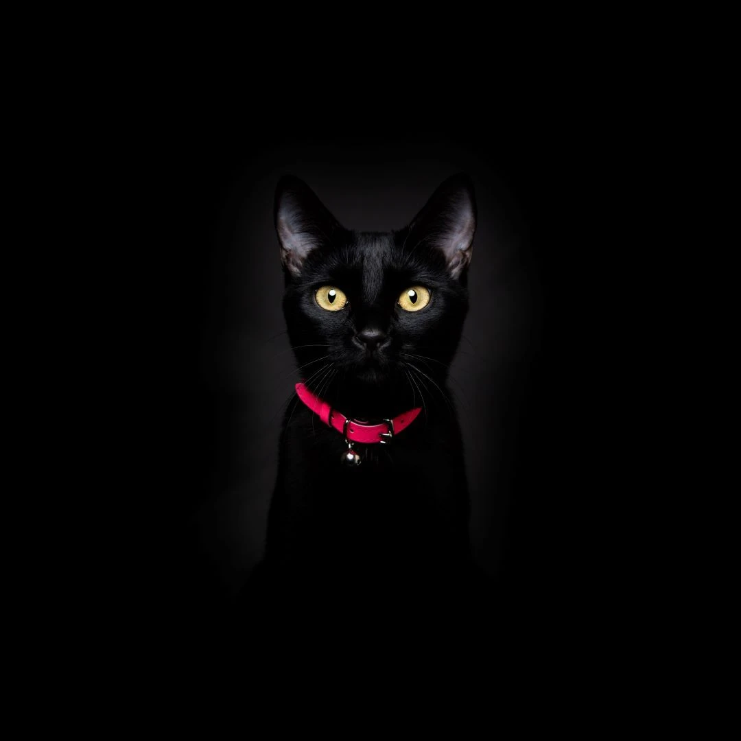 Collier Pour Chat Réfléchissant Lumino Lux 6 Collier Pour Chat Réfléchissant Lumino Lux – Image 4