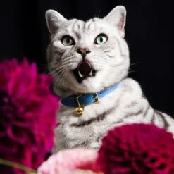 Collier Pour Chat En Cuir Royal Caviar -Hariet & Rosie RoyalCaviarCatCollar03 1800x1800 8f8a6c29 c635 4e90 be36 e08c7b68155a